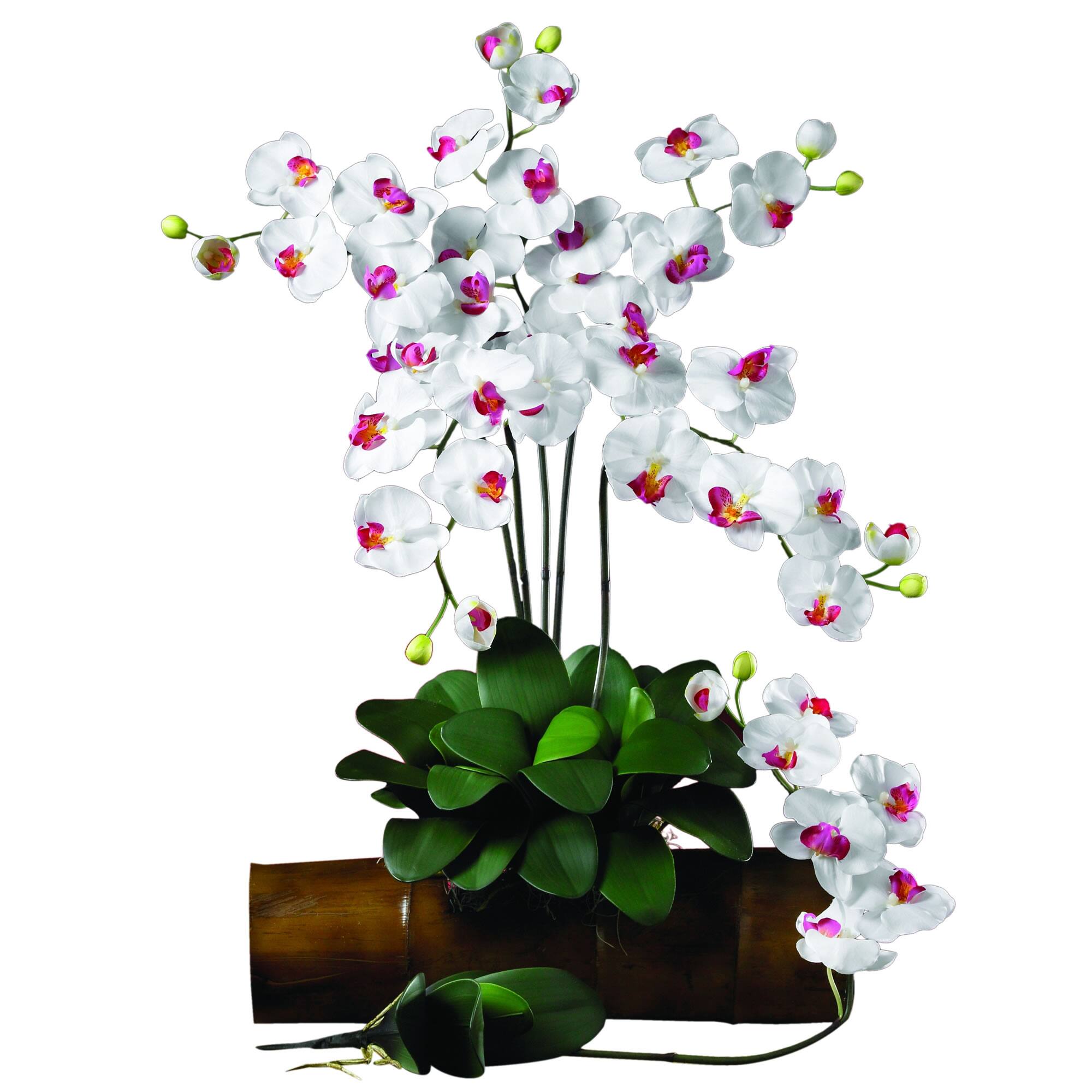 White Moth Orchid Stems, 12ct.